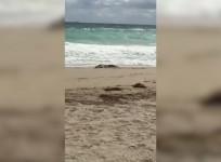 Six foot long crocodile spotted on Florida beach