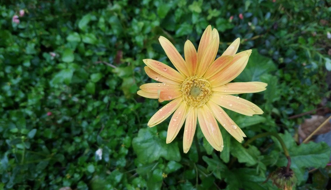 Xiaomi Mi Mix 2 camera sample taken in the morning Xiaomi Mi Mix 2, Review, display, design, performance