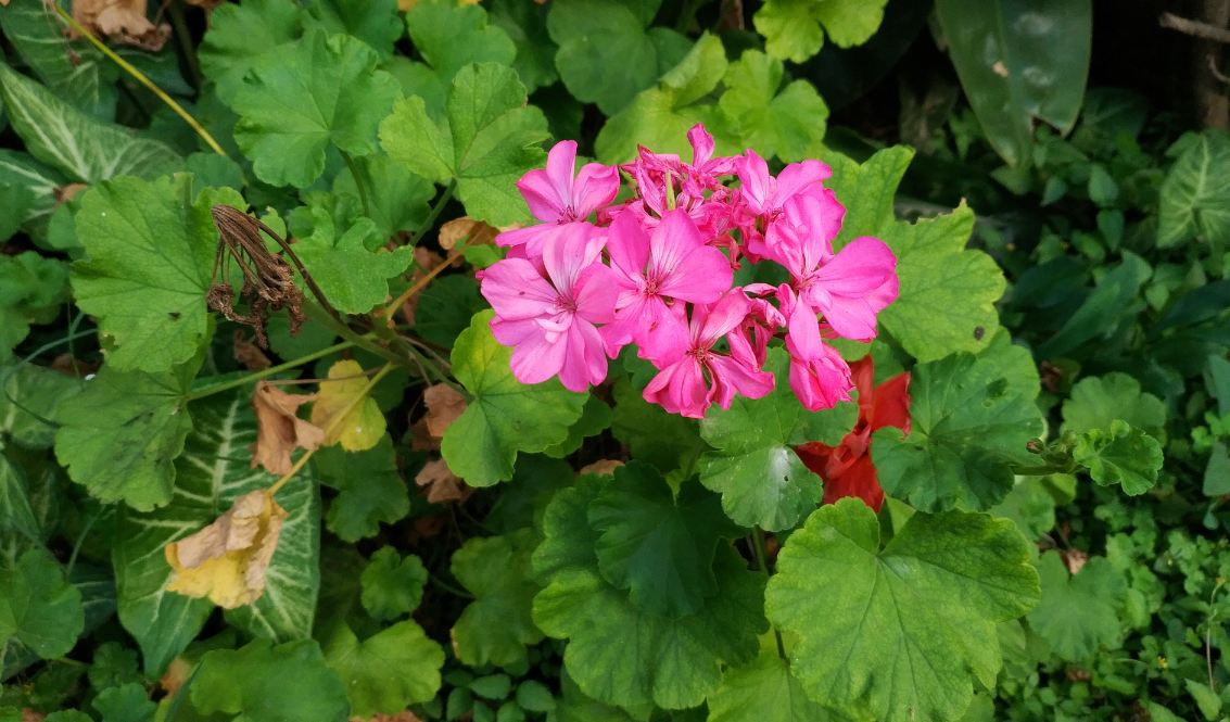 Xiaomi Mi Mix 2 primary camera sample taken in the sunny daylight Xiaomi Mi Mix 2, Review, display, design, performance