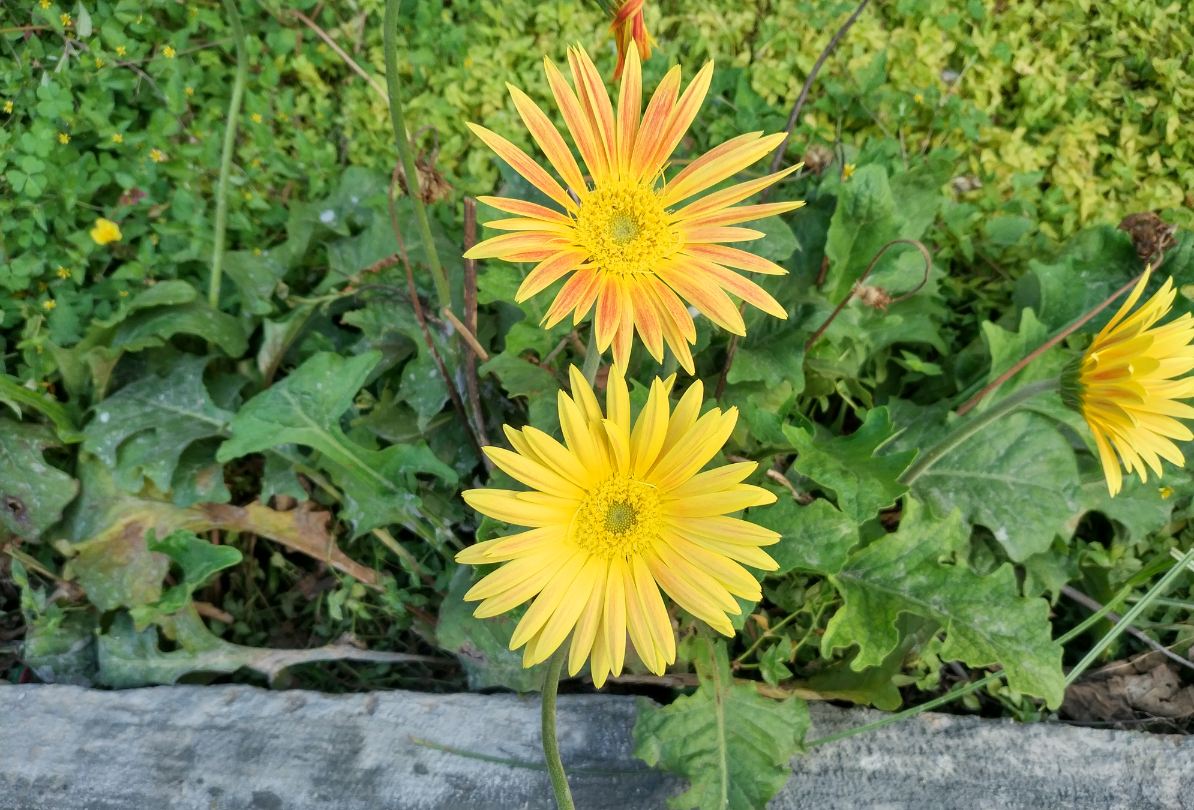 Xiaomi Mi Mix 2 primary camera sample taken in the sunny daylight Xiaomi Mi Mix 2, Review, display, design, performance