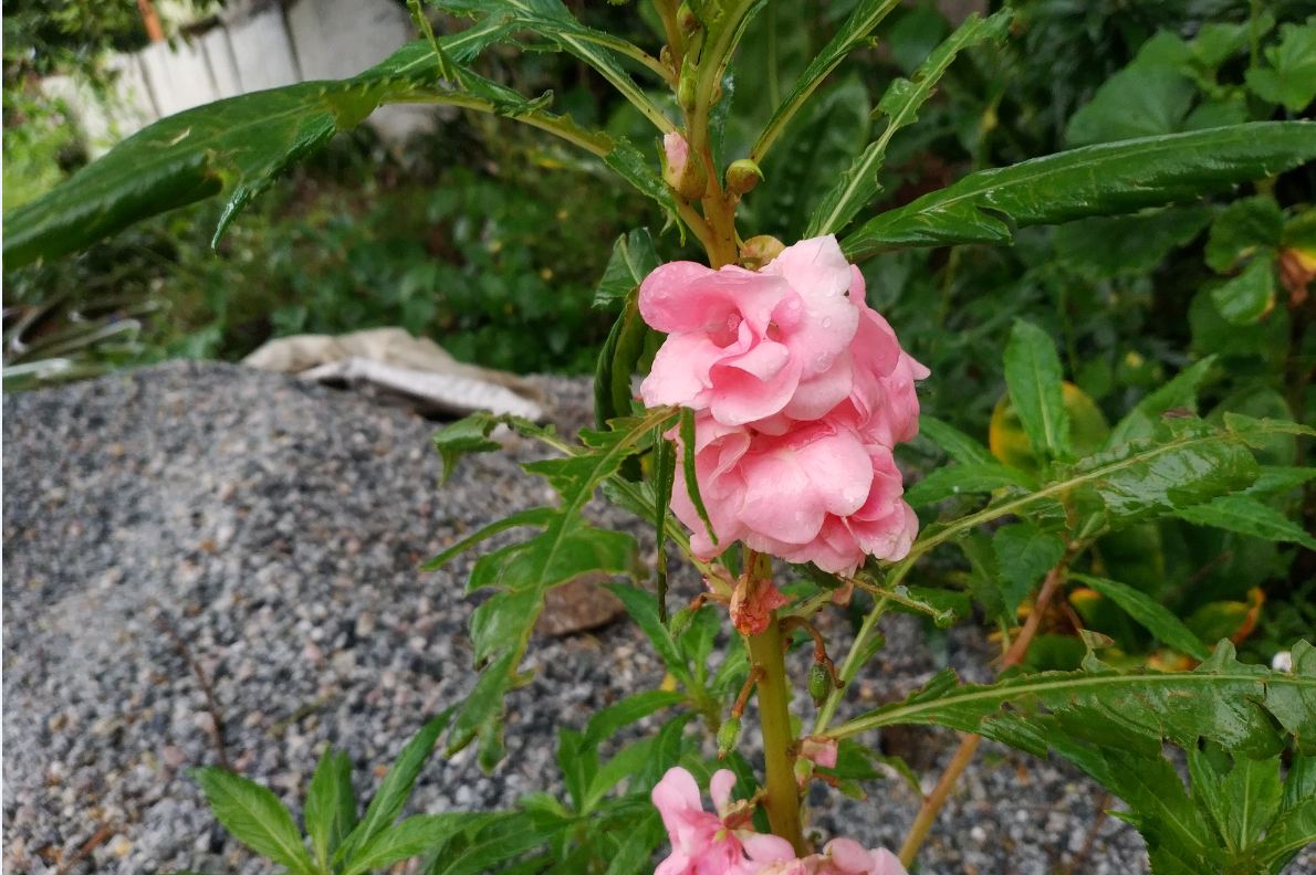 Xiaomi Mi Mix 2 primary camera sample taken in the sunny daylight Xiaomi Mi Mix 2, Review, display, design, performance