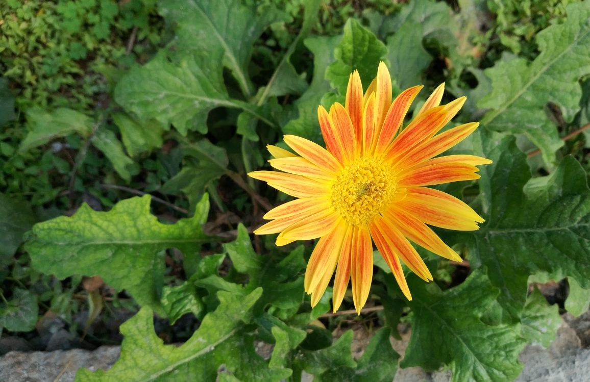 Xiaomi Mi Mix 2 primary camera sample taken in the sunny daylight Xiaomi Mi Mix 2, Review, display, design, performance