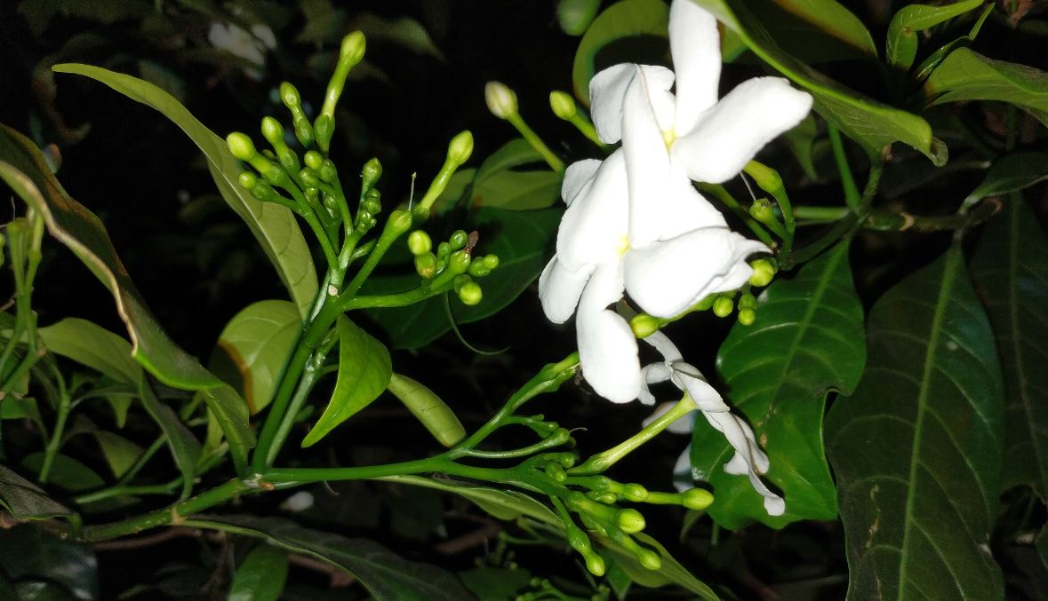 Xiaomi Mi Mix 2 primary camera sample taken in the night Xiaomi Mi Mix 2, Review, display, design, performance