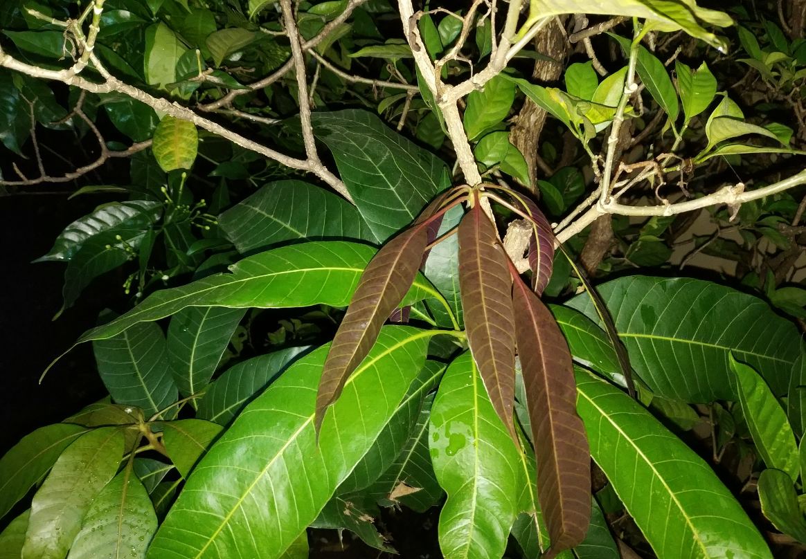 Xiaomi Mi Mix 2 primary camera sample taken in the night Xiaomi Mi Mix 2, Review, display, design, performance