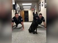 Adorable police dog does push-ups with officers as Eye of the Tiger plays