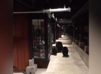 Fleeing felons: 3 bears run from the law as cop chases them in California