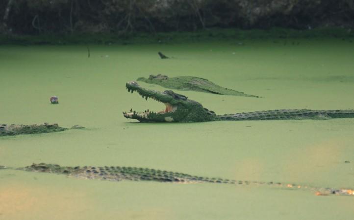 Crocodiles