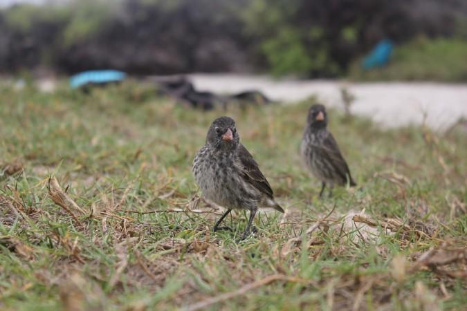 Darwin's finch, evolution,