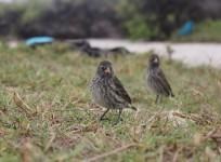 Darwin's finch, evolution,
