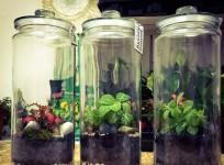 Spy plants