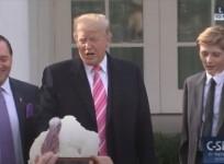Trump pets Drumstick the Turkey while congratulating himself during pardoning ceremony