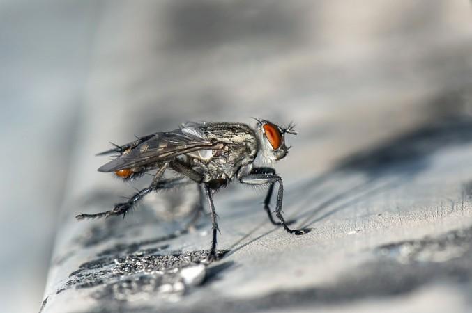 People had some notion that there were pathogens that were carried by flies but had no idea of the extent to which this is true and the extent to which they are transferred. fly