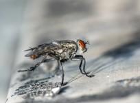 fly