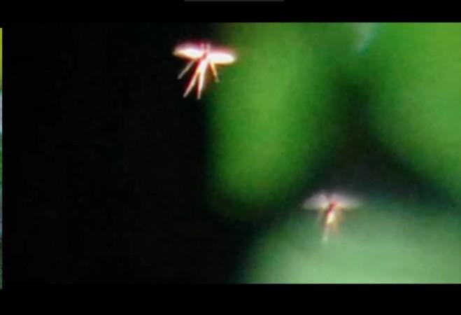 real-life fairy,