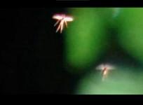 real-life fairy,