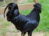 kadaknath chicken, Kalamasi,