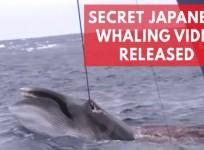 Shocking Japanese whaling footage shows barbaric hunt in Australian whale sanctuary