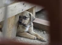 Stray Dog