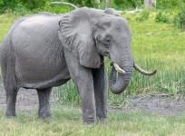 elephant,
