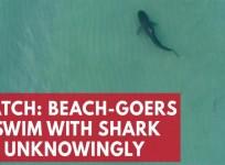 Terrifying moment beach-goers swim with shark unknowingly