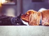 cats or dogs