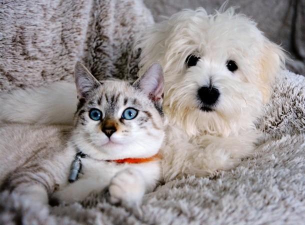 Dogs are believed to have about 530 million cortical neurons, while cats have about 250 million. cats or dogs 2