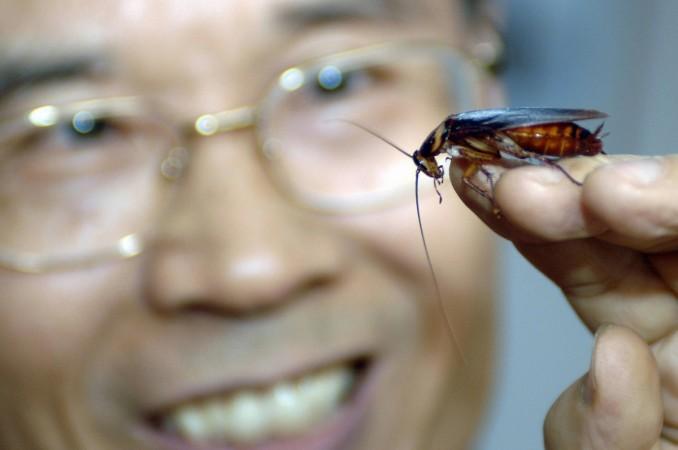 (Representational Image) Cockroaches Cockroaches