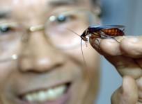 Cockroaches