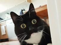 curious Zelda, cat,
