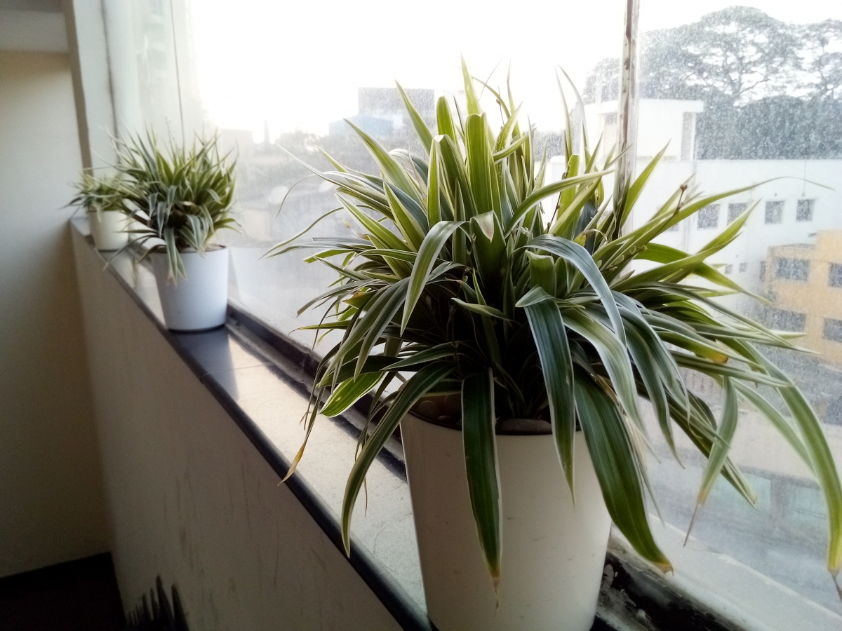 Leagoo KIICAA MIX Camera samples