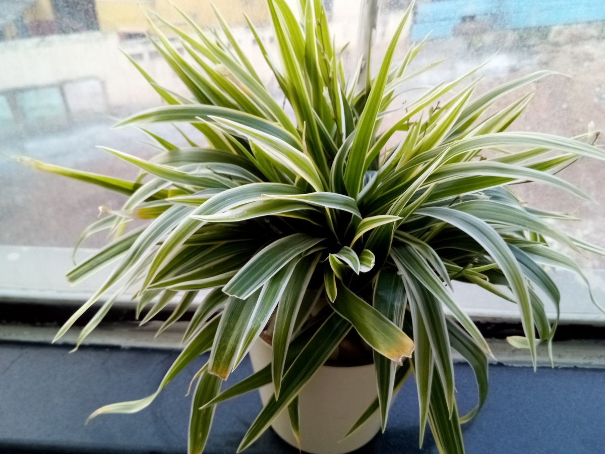 Leagoo KIICAA MIX Camera samples