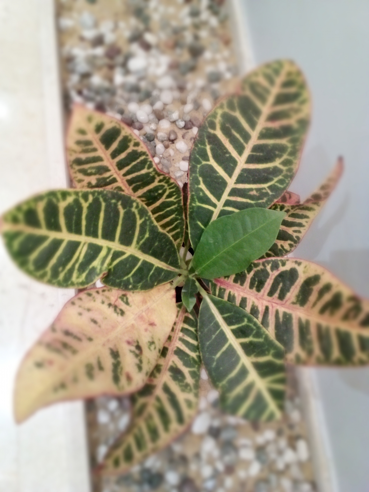 Leagoo KIICAA MIX Camera samples