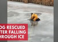 Watch moment dog gets rescued after falling through ice