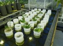 Mars, crops, worms,