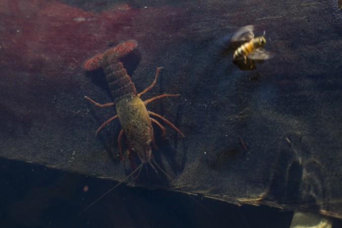 A honey bee takes flight from the threat of a red swamp crayfish at McCallum Grove pond, a palm oasis on the San Andreas Fault created by water pushed to the surface from deep underground pressures, on June 18, 2017 near Palm Springs, California. tectonic plates