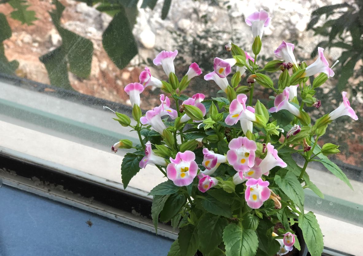 Apple iPhone 8 Plus primary camera sample taken in the morning Apple, iPhone 8 Plus, review, camera, sample