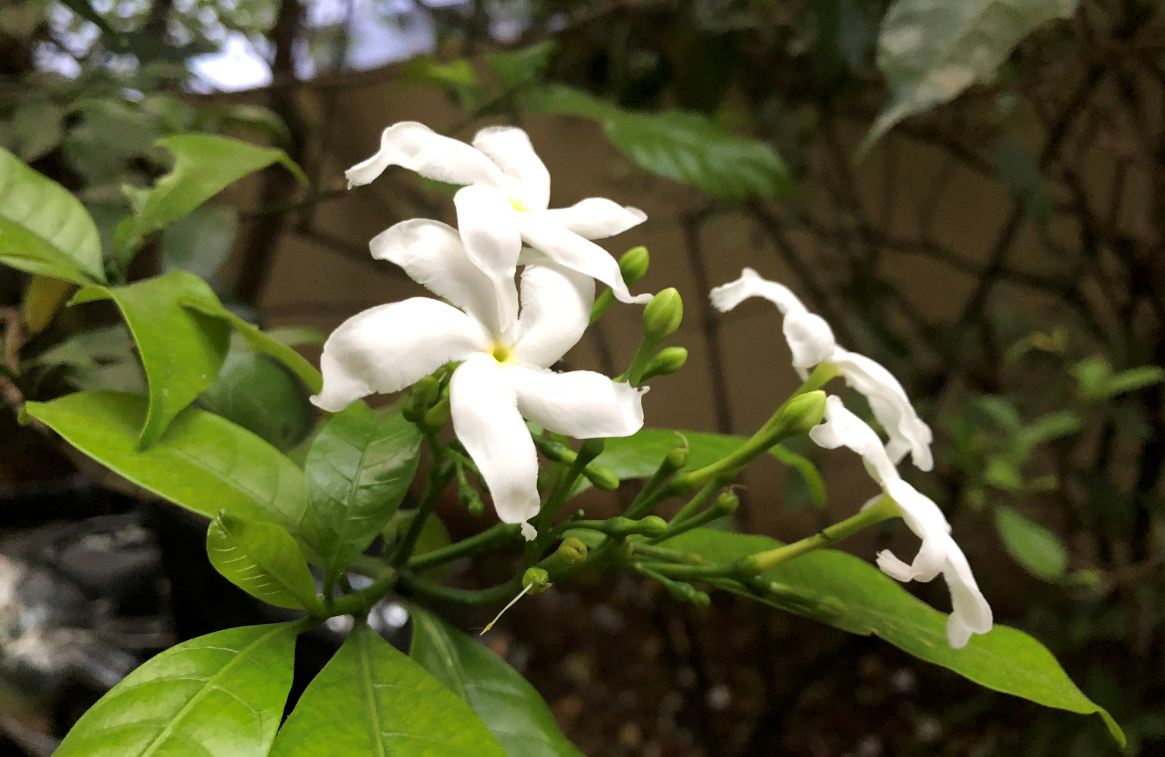 Apple iPhone 8 Plus primary camera sample taken in the morning Apple, iPhone 8 Plus, review, camera, sample