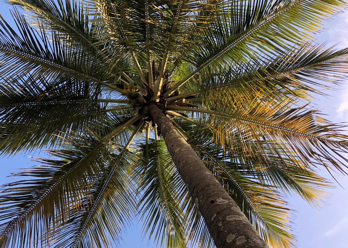 Apple iPhone 8 Plus primary camera sample taken in the evening Apple, iPhone 8 Plus, review, camera, sample