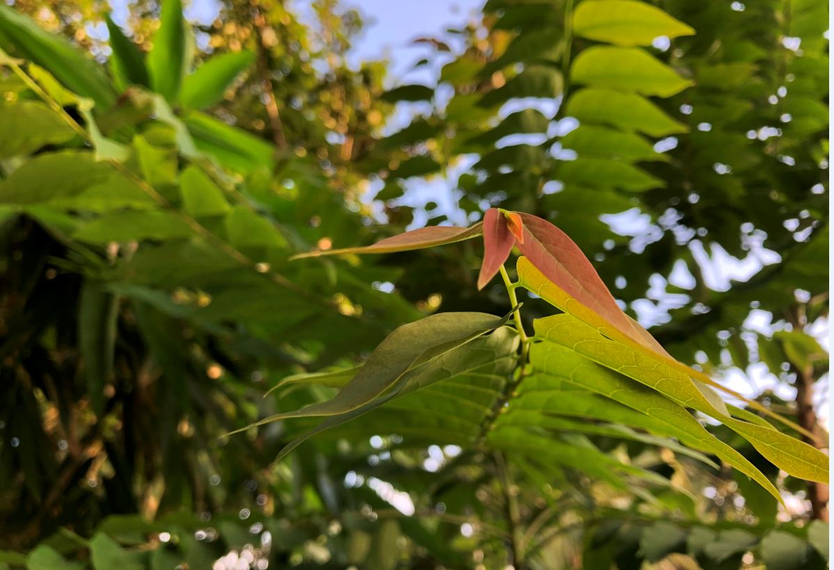 Apple iPhone 8 Plus primary camera macro shot sample Apple, iPhone 8 Plus, review, design language