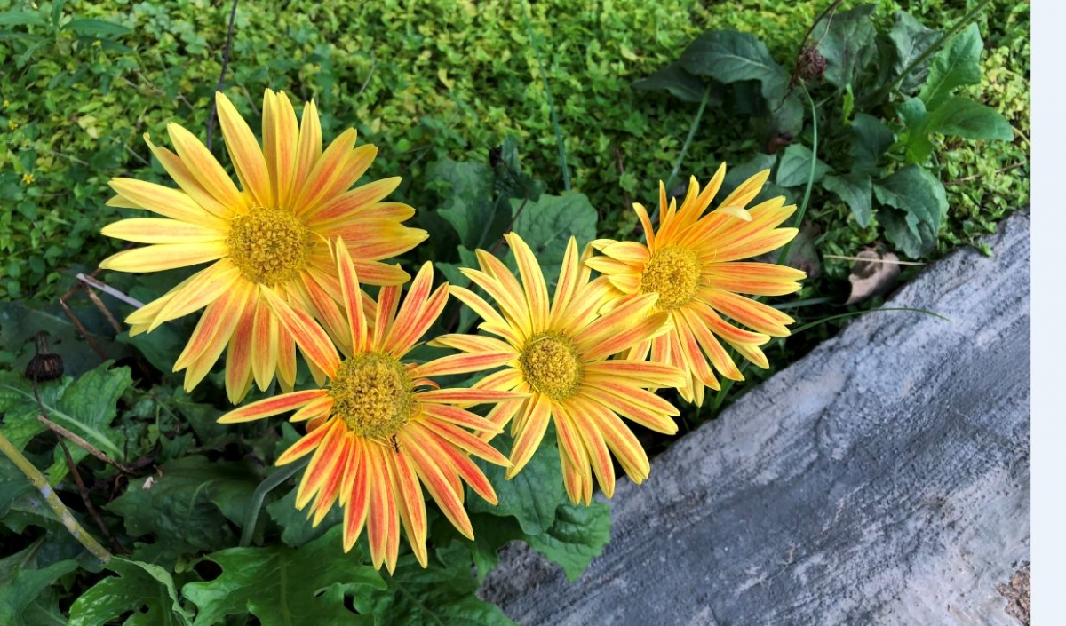 Apple iPhone 8 Plus primary camera macro photography sample Apple, iPhone 8 Plus, review, camera, sample