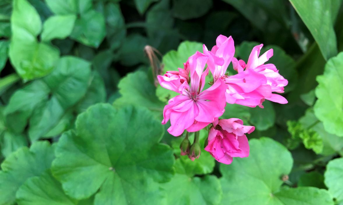 Apple iPhone 8 Plus camera sample taken in the evening Apple, iPhone 8 Plus, review, design language