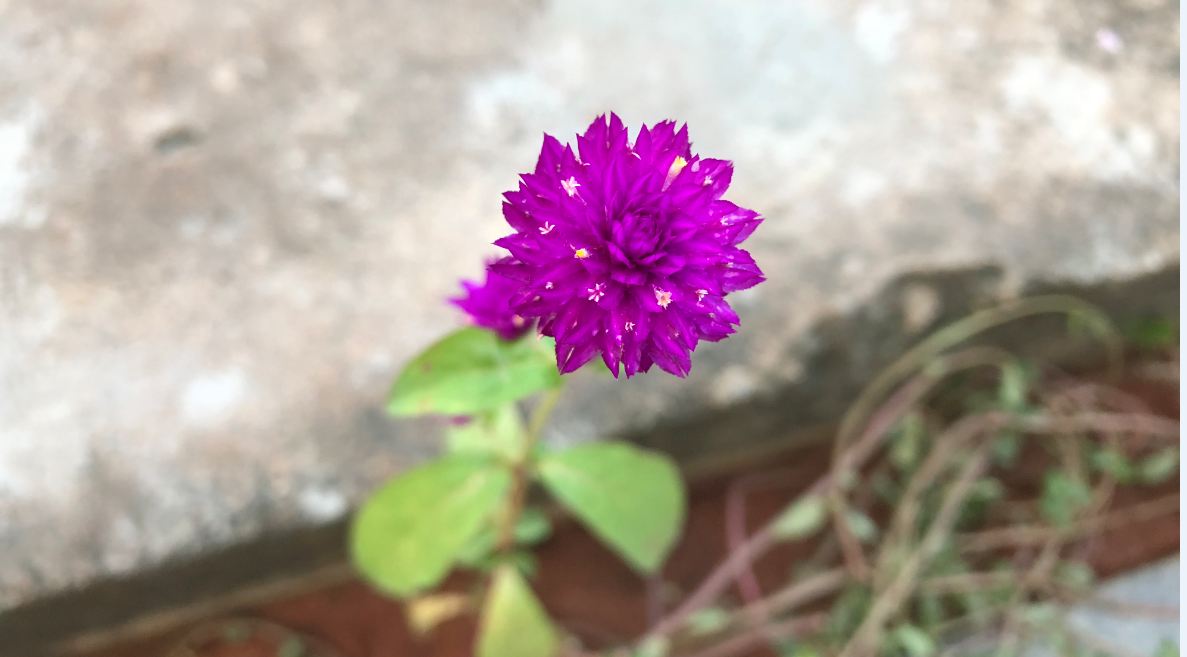 Apple iPhone 8 Plus camera sample taken in the morning Apple, iPhone 8 Plus, review, camera, sample