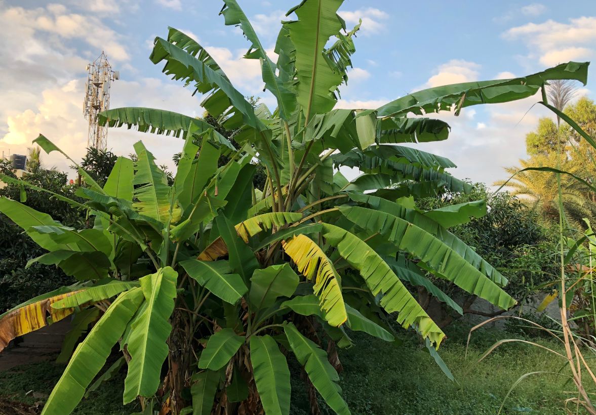 Apple iPhone 8 Plus camera sample taken in the evening Apple, iPhone 8 Plus, review, camera, sample