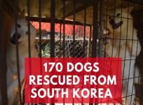 170 dogs saved from South Korea meat farm
