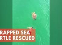 Man rescues turtle after it gets caught in a fishing hook