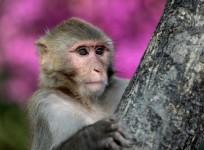monkey