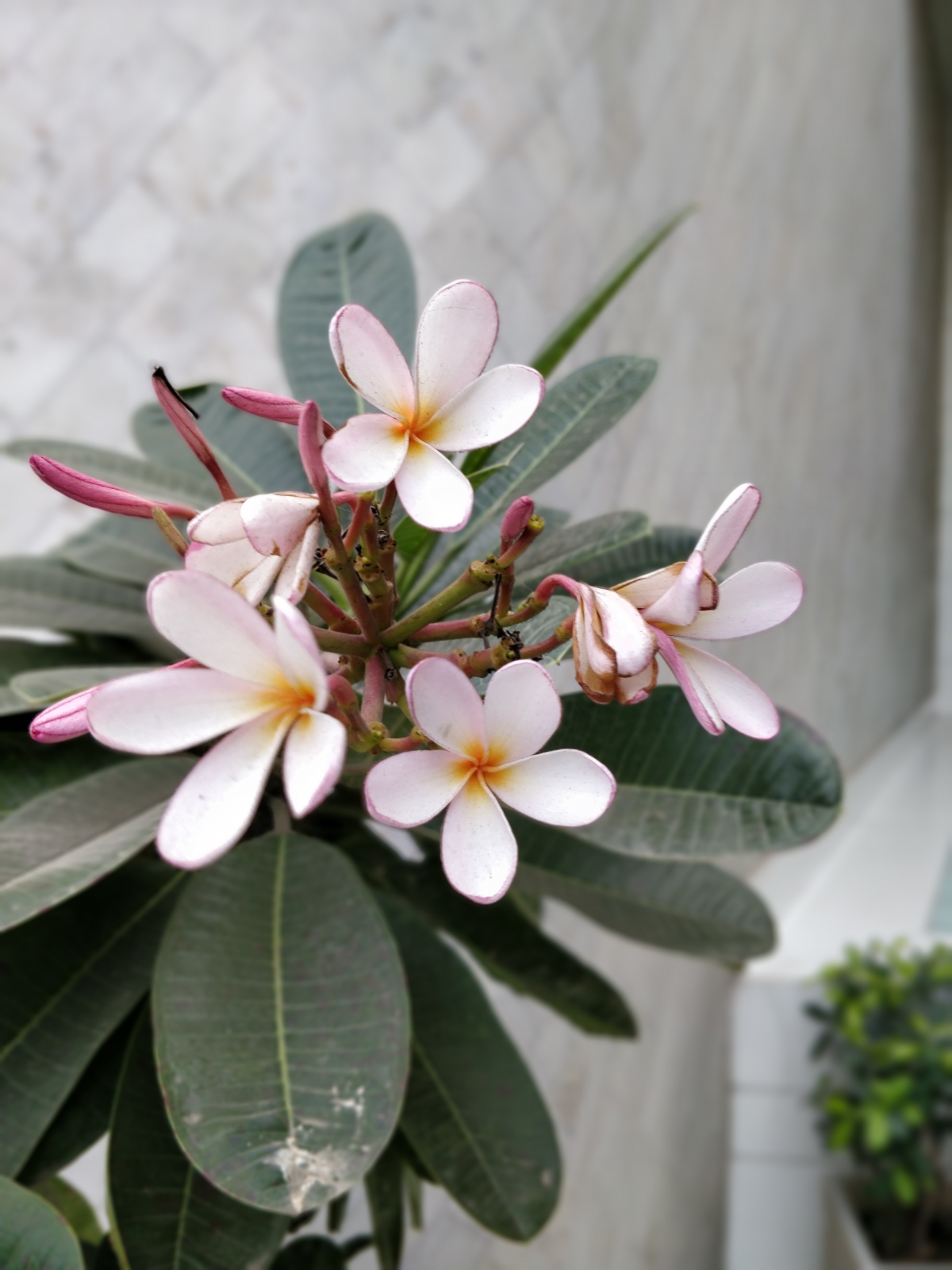 Shot on OnePlus 5T Portrait