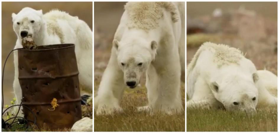 The images and video footage captured is disturbing and heartbreaking indeed as the bear can be seen weathered and bony, the white hair's coat reduced to a thin layer hanging off its frame as it drags its legs behind it, struggling to keep up.