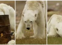 The images and video footage captured is disturbing and heartbreaking indeed as the bear can be seen weathered and bony, the white hair's coat reduced to a thin layer hanging off its frame as it drags its legs behind it, struggling to keep up.