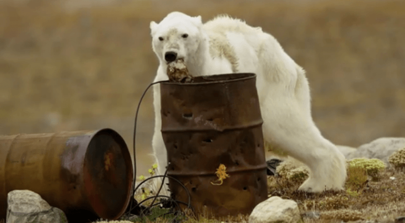 The starving polar bear scanvenging for food. polar bear